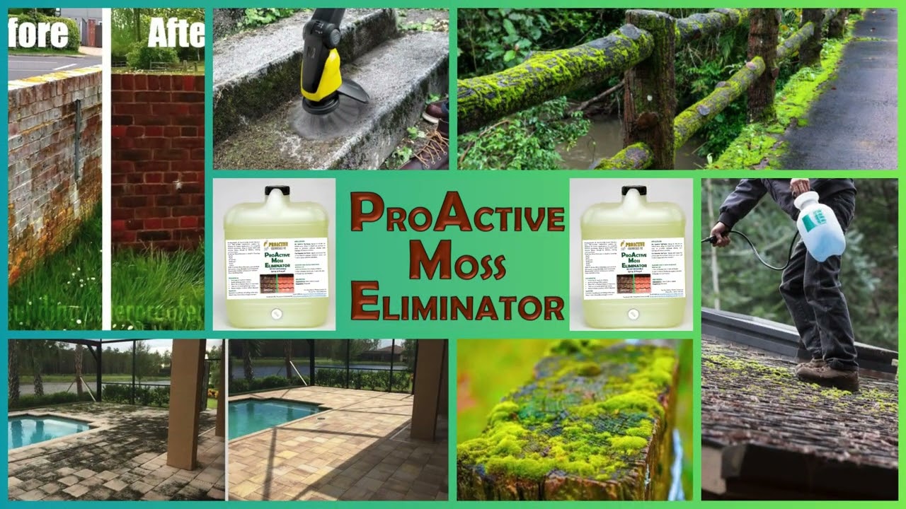 Safe & Effective Moss Control for Homeowners l PROACTIVE MOSS ELIMINATOR