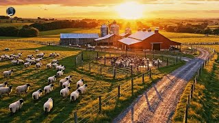 Inside a Mega Sheep &amp; Goat Farm: How Millions Are Raised for Wool and Milk