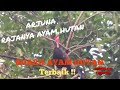 Keren Sekali.! Ayam Hutan Hijau Dilepas Bebas n Bunyi Gacor Diatas Pohon