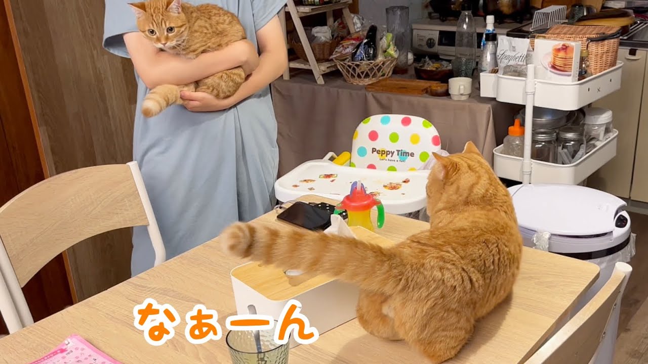 親子でなんか会話してる猫と子猫の鳴き声。 - YouTube