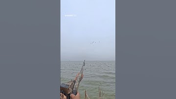 He got a double on his side and I got scotched on mine ! #duckhunting #hunting #duck @bossshotshells