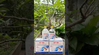 Phác đồ điều trị ecoli kéo màng, bại huyết siêu hiệu quả#st02#gà-ngan-vịt#bại huyết vịt#ecoli….
