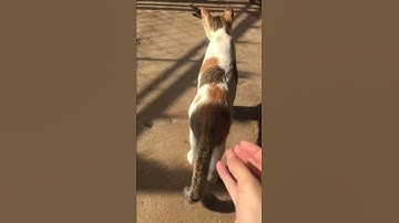 Startled Kitty Jumps Away || ViralHog