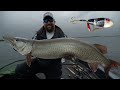 MUSKIES LOVE TOPWATER BAITS! (Guiding on LOTW)