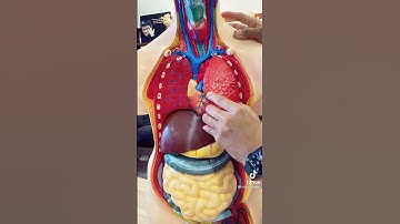 Các bộ phận quan trọng trong cơ thể.