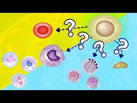 Wideo: Jaka jest inna nazwa hemocytoblastu?