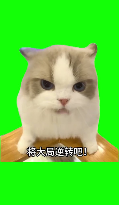 Chinese cat meme greenscreen #memes #funny #meme
