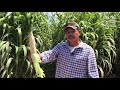 #AGRONATTURALIA - Validación de hiperdensidad en el cultivo de maíz