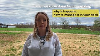 Feather Pecking Basics, Part Two: Why It Happens and How To Manage It in Your Flock