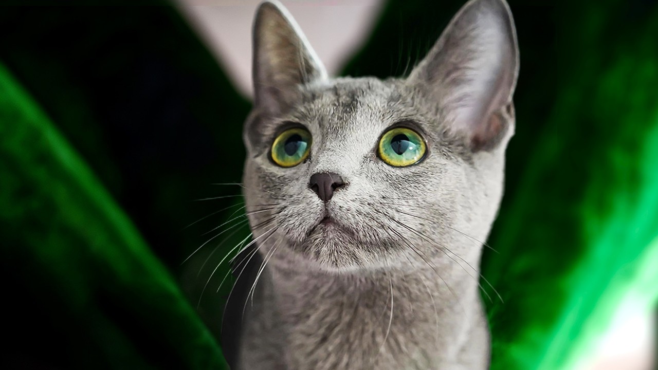 Почему кошка постоянно просит еду. Необычные причины!