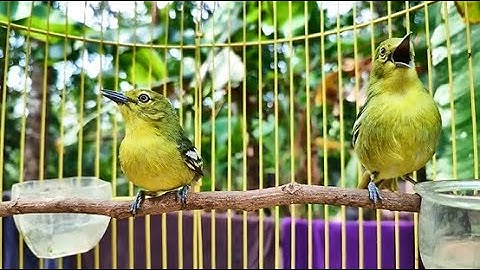 Suara merdu burung sirtu cipoh jantan dan betina