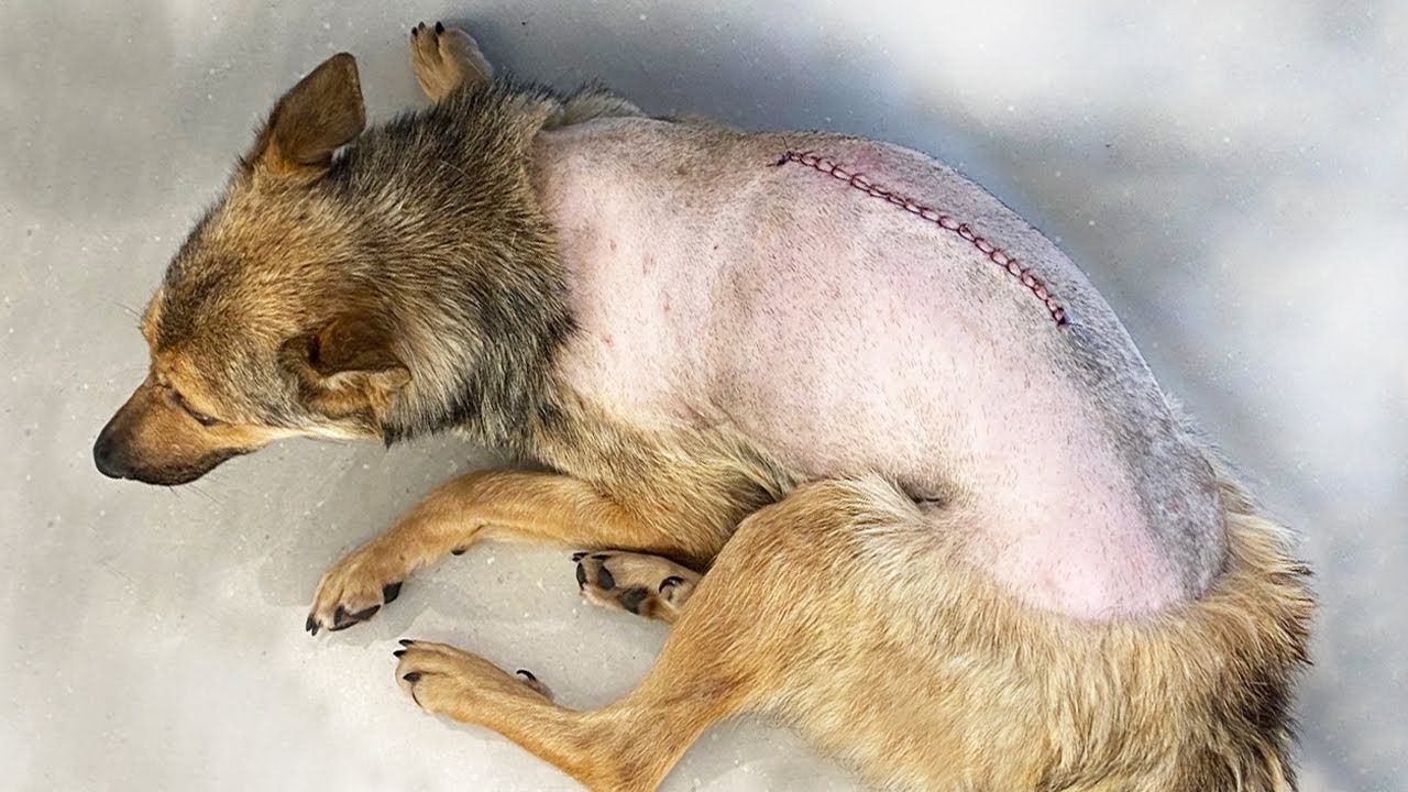 The Long Journey of a Paralyzed Dog from Suffering to a Life Full of Possibilities