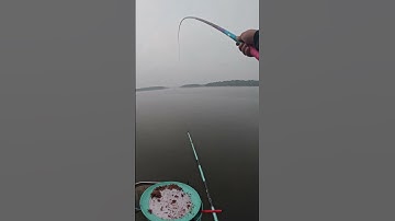 Thẩm hồ Suối Hai và mồi Kim Long tự nhiên - Phần 3 | Thẩm Câu #shorts