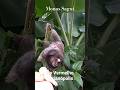 Florianópolis Monos Sagui 🙊 Monkeys 🐒 Macacos Sagui Brasil 🇧🇷