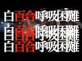 シェルミィ「白百合呼吸困難 」リリックビデオ