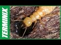 Types Of Termites Ask An Entomologist