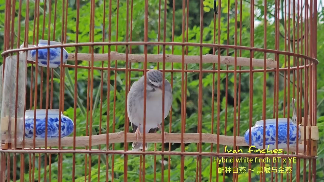 Hybrid white finch (Black-throat x Yellow eye) ~ 配种白燕（黑喉燕配金燕）