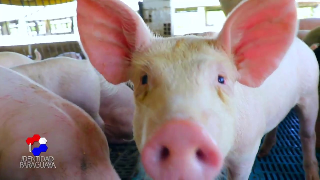 Programa 18 CRIA DE CERDOS