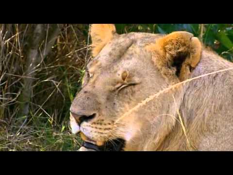 Познавательный фильм о Львах для детей 3-7 лет