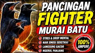PANCINGAN FIGHTER MURAI BATU STRES DROP MENTAL JADI GACOR #terapimuraibatustres #terapimuraibatu