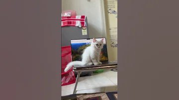 Yara Dubbingcomedy Comedydub Cat Pets Catshorts Catvideos Cats Catlovers Lifeofyara Pets 