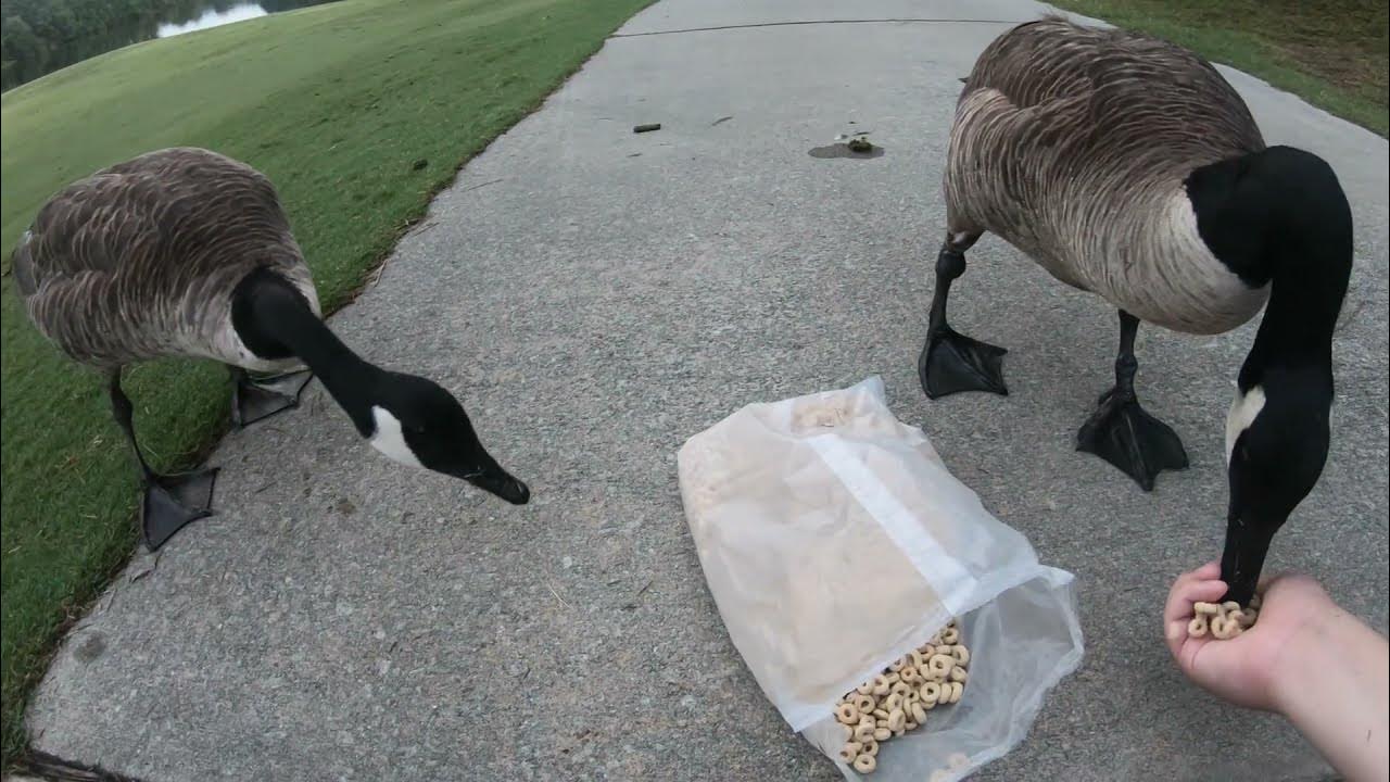 Feeding Canada Geese YouTube