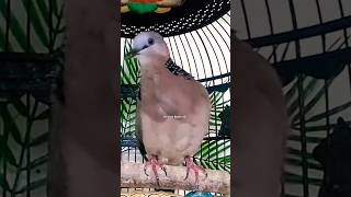 Derkuku Klantan Betina Gacor Memanggil ‼️ #tekukur #derkuku