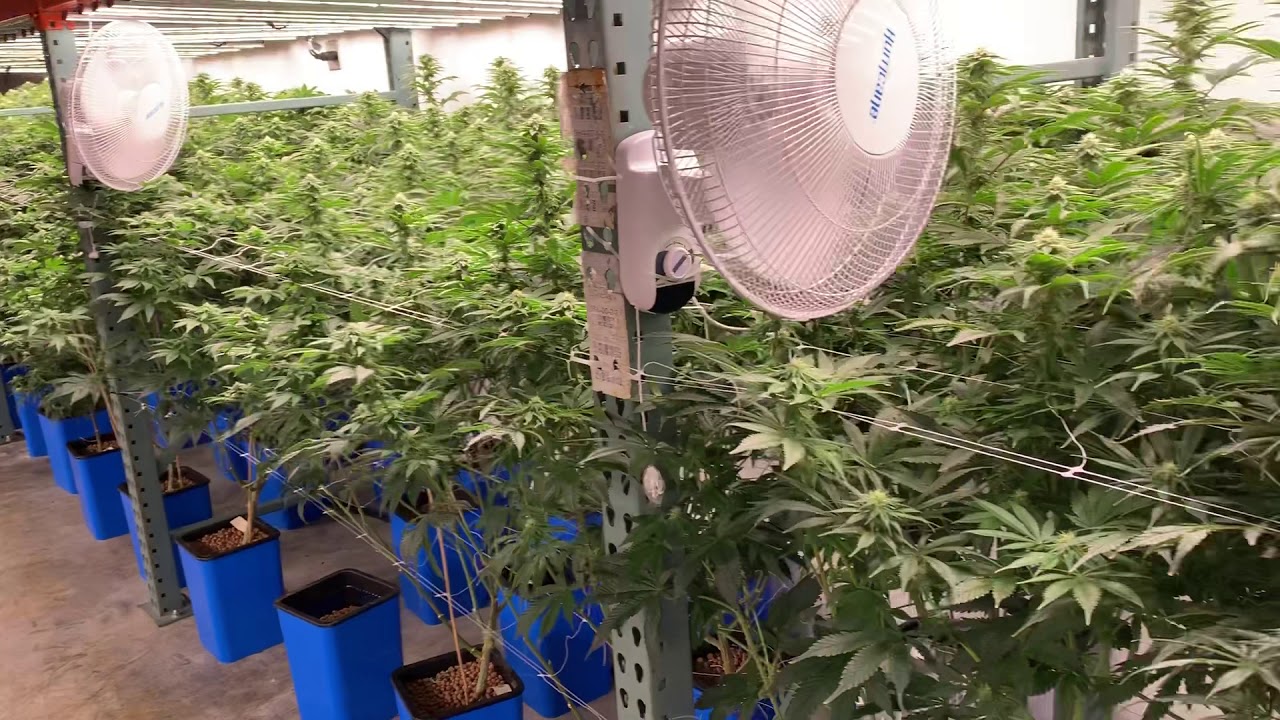 God’s Gift, Critical Kush, & 707 Headband Week 5 Flowering