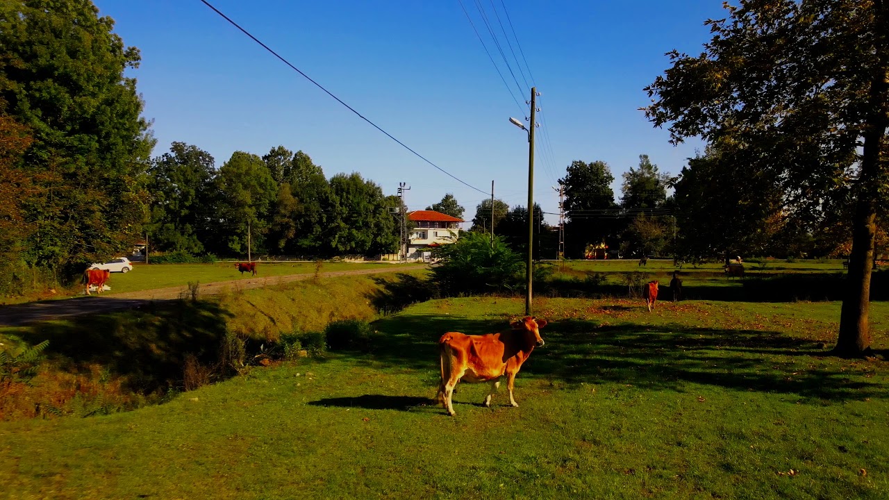 #Samsun#Terme#OrtaSöğütlü