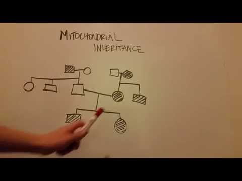 Mitochondrial Inheritance