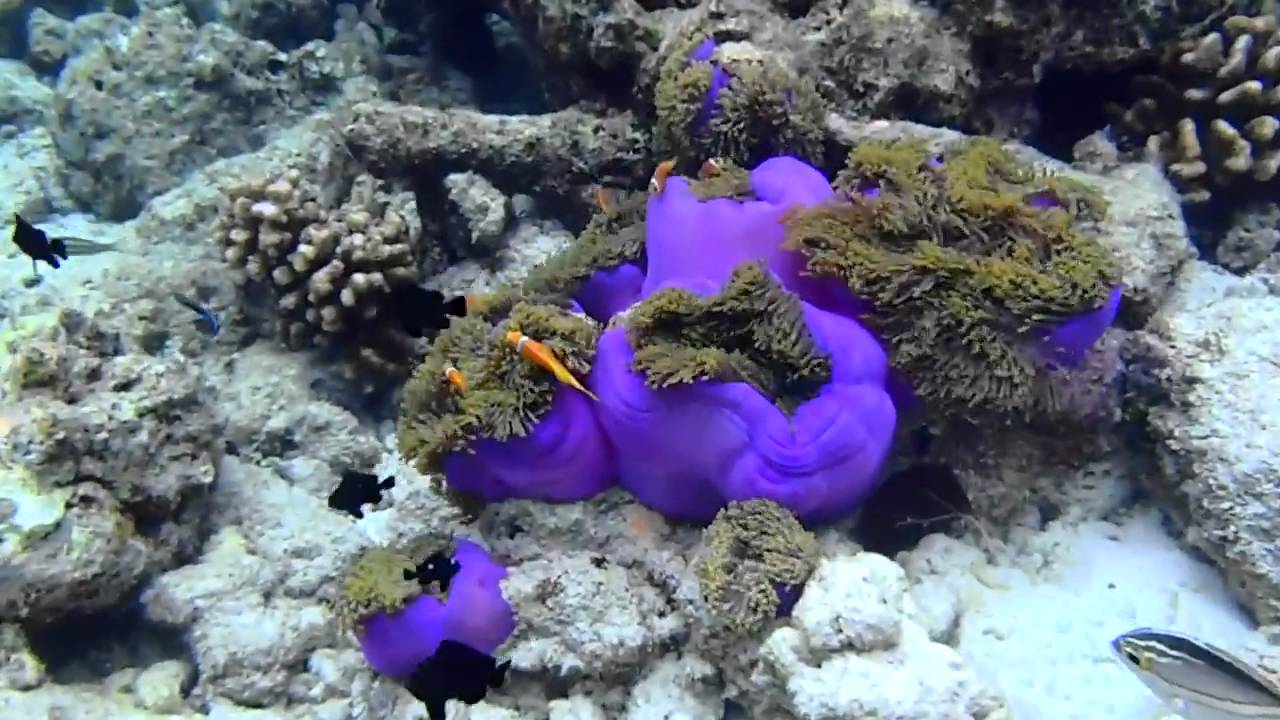 Fish Mp4 201104_Maldives_0118 Tuna fish Coral fish Clownfish.MP4 - YouTube Music