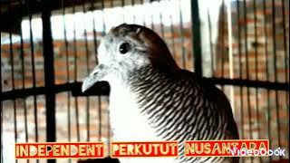 Perkutut sumping ratu biar yang lain ikut gacor