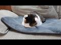 どしゃ降り雨で疲れてごめん寝みり。-Miri is sleepy because of the pouring rain.-