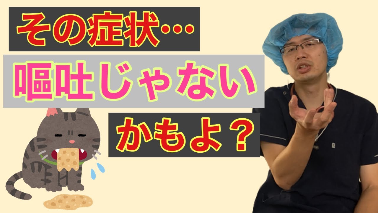 イブプロフェンやアセトアミノフェン 人ではよく飲まれるお薬でも 犬猫では中毒を起こすことがあるので与えないようにしましょう 必要ならかかりつけ動物病院で診察を受けて処方されたお薬を投与するべし Youtube