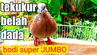 Tekukur Belah Dada Bodi Super Jumbo