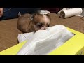 頑張っているもののティッシュが破れません!
