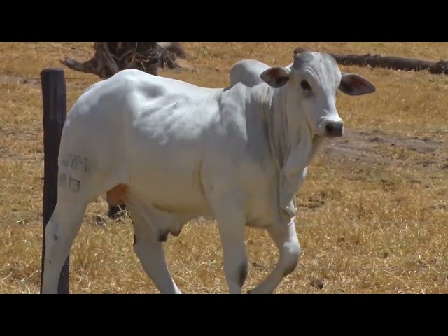 Lote 09 - LEILÃO FAZENDA SANTA TEREZA - REPRODUTORES DO FUTURO
