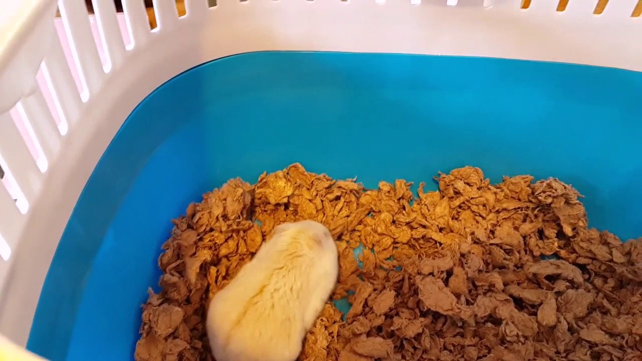 Wasabi Has Got An Eye Infection