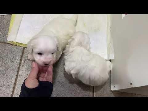 Video: ¿Cómo puedo saber si mi cachorro es un maltés o un Coton de Tulear?