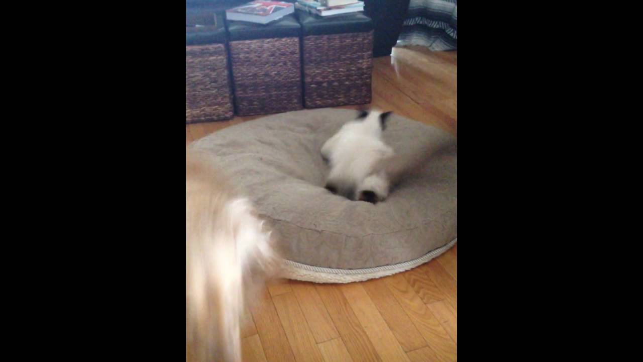 Dog body slams cat YouTube