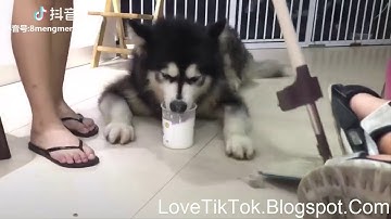 [ Love TikTok ] Chó Mèo Hài Hước Cười Rụng Rốn Xem.vn Phần 4