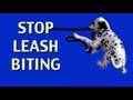 How to stop leash biting- clicker dog training How to stop leash biting- clicker dog training