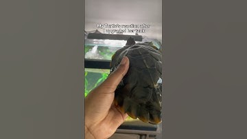 Watch My Turtle’s Reaction To New Tank! #petturtle #turtletank #turtlelove