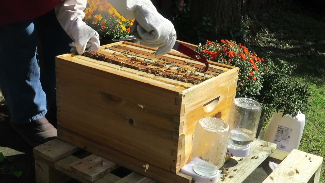 Final inspection for the winter,Bees are doing good and Enough food for them, in store.