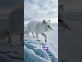 One Tiny Fox Walking Alone Across an Endless Frozen Ocean