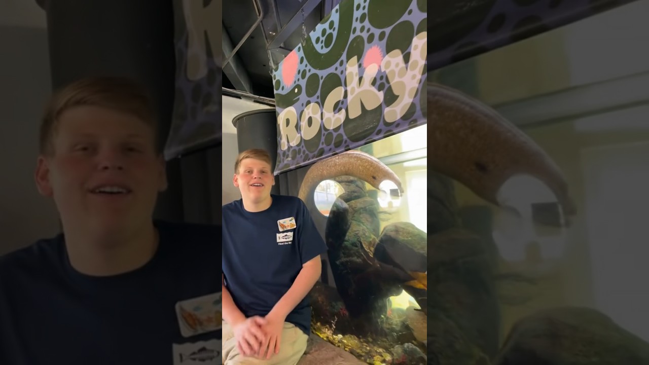 #didyouknow that California Moray Eels can live for over 50 years!! #shorts #funny #aquarium #skit