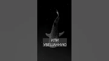 Акула СВЕТИТСЯ в воде: Всё из-за водорослей