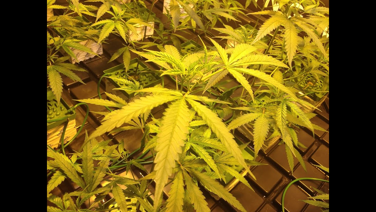 Chalice California Hash Festival 2016 - Clips