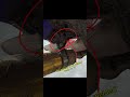 Unclapping bros TTR 125l #dirtbike