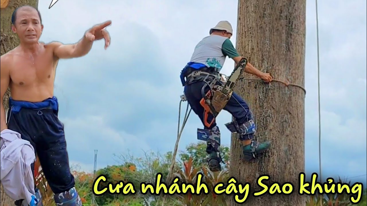 Hồi hộp Vua Khỉ Miền Tây làm điều này trước khi cưa mé nhánh những cây Sao siêu khủng Đình Hòa Khánh